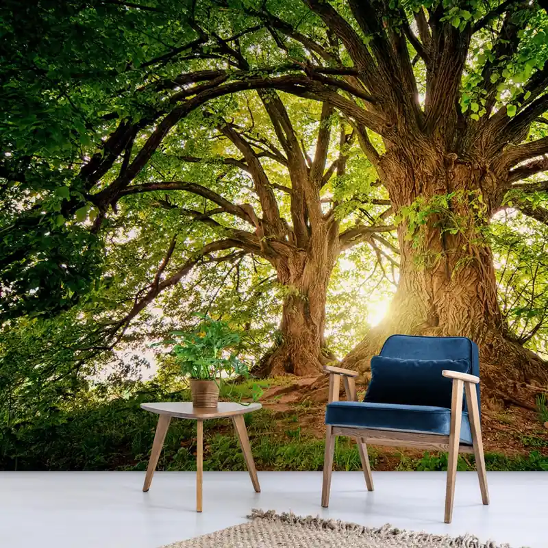 Dostępne od ręki Fototapeta majestatyczne drzewa