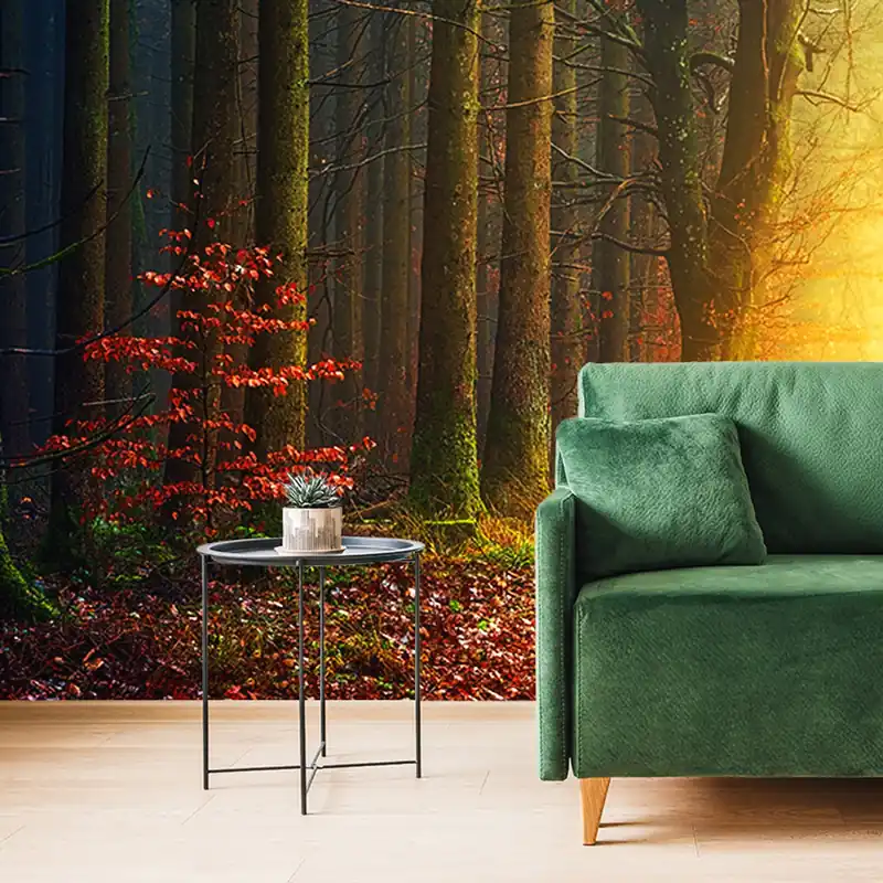 Fototapeta droga w lesie Okazja