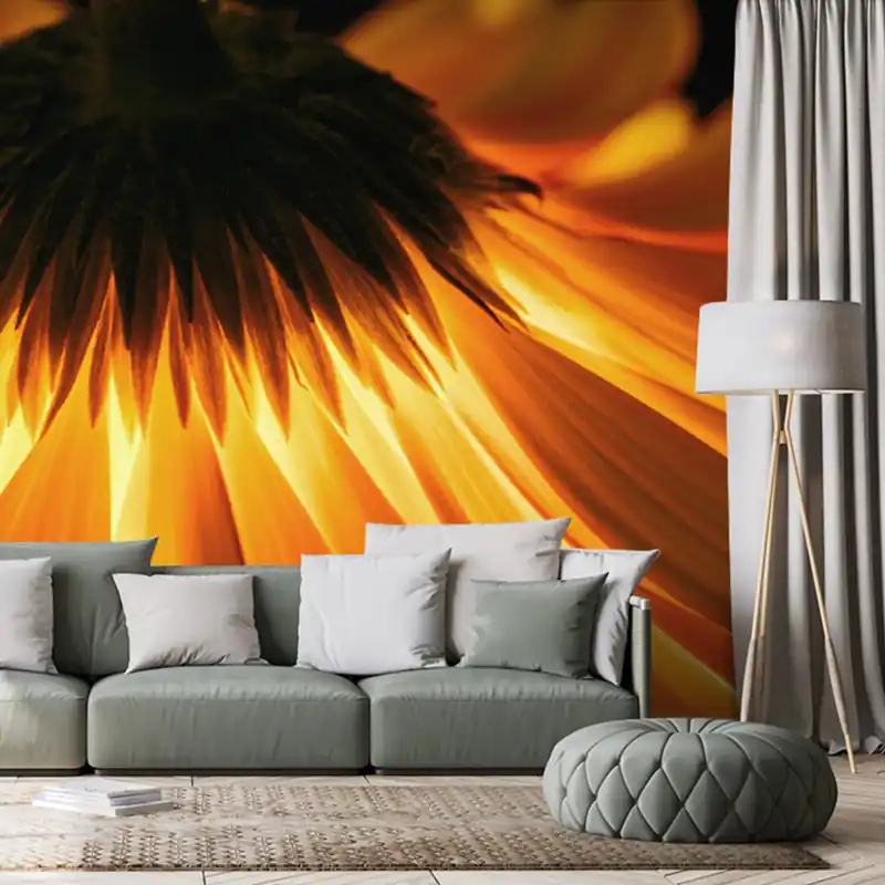 Kup online Fototapeta gerbera na ciemnym tle