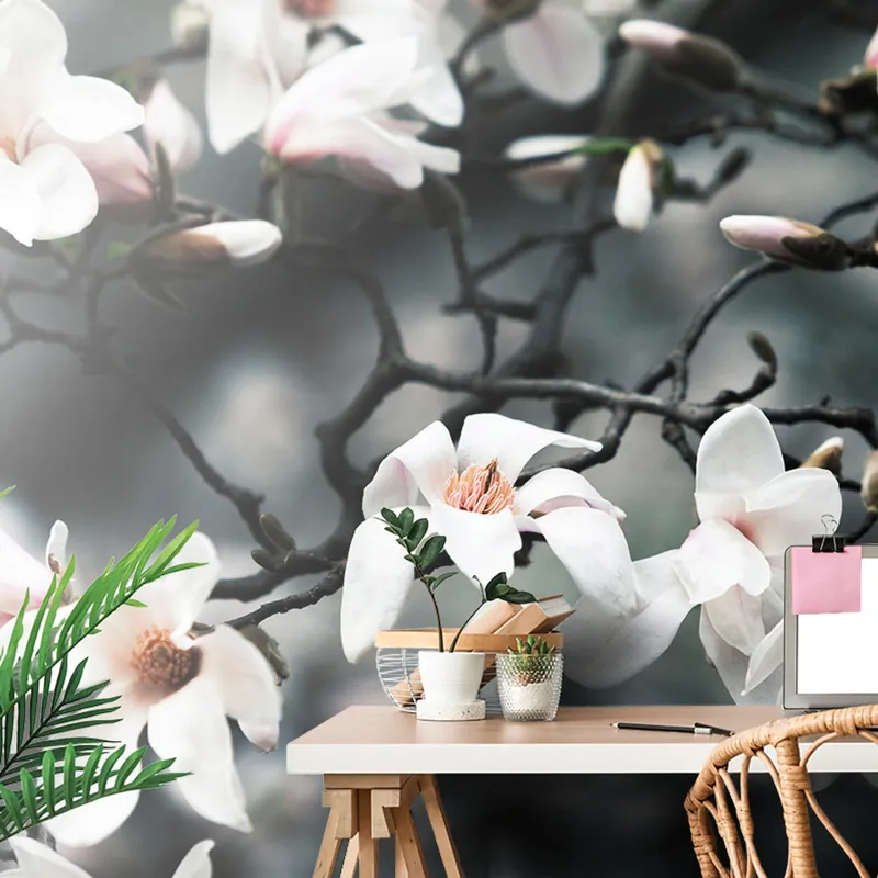 Tylko dziś Fototapeta przebudzenie magnolii
