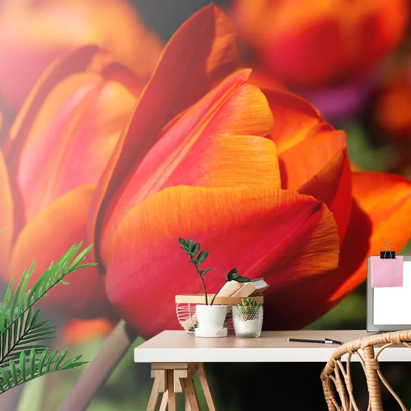 Fototapeta piękne tulipany na łące Oferta czasowa