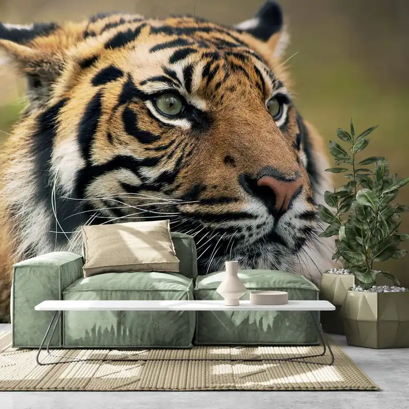 Samoprzylepna fototapeta tygrys bengalski Ostatnie sztuki
