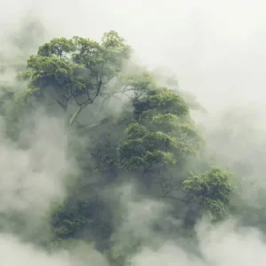 Dostępne od ręki Fototapeta Tropical Forest In Japan, Nature Jungle With Green Tree And Fog, Concept Of Zin Therapy Comfortable Freedom Relaxing For Spa And Yoga, Eco Natural Sustainable Conservation