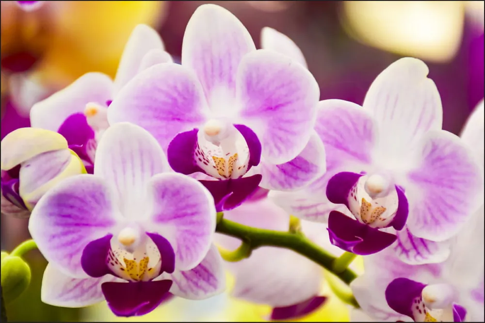 Fototapeta Tropikalna Orchidea Wyjątkowa oferta