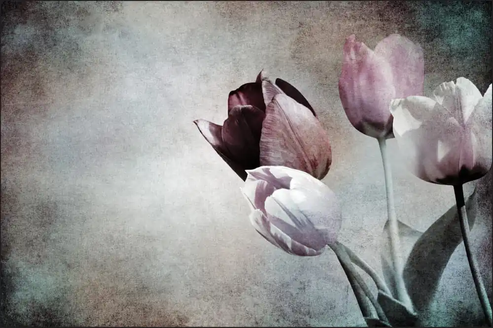 Ostatnia szansa Fototapeta Tulipany W Stylu Vintage