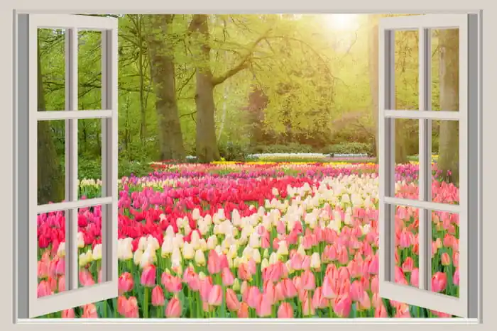 Fototapeta Window With Beautiful Spring Tulips Flowers Garden In Netherlands. Zniżka