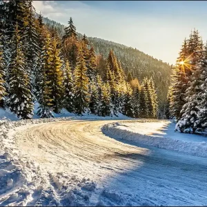 Ekspresowa dostawa Fototapeta Zimowy Las