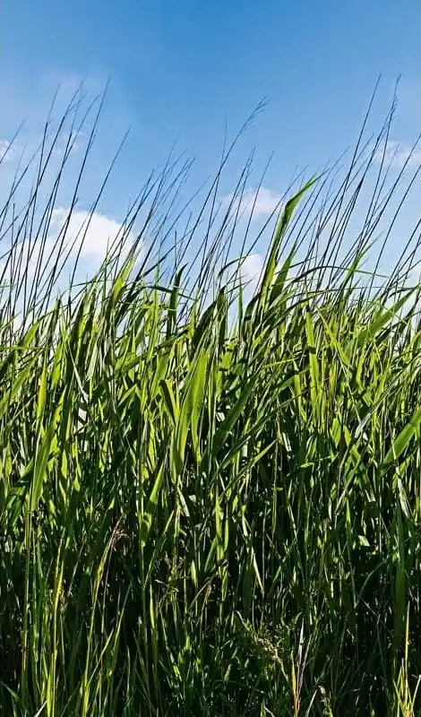 Mural 47272 Smart Art EASY Cena promocyjna