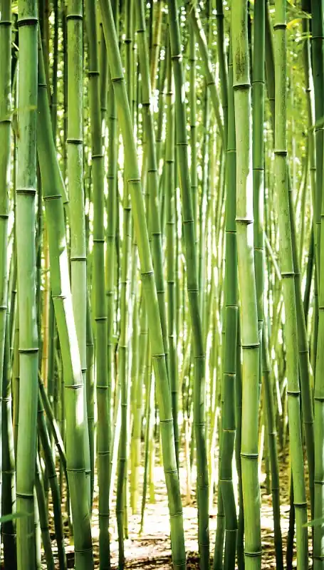 MURAL A36901 BAMBOO - ONE ROLL ONE MOTIF Oferta