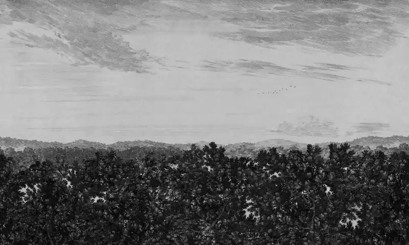 Ograniczona ilość MURAL 658-31 Löfstad - Oak view graphite