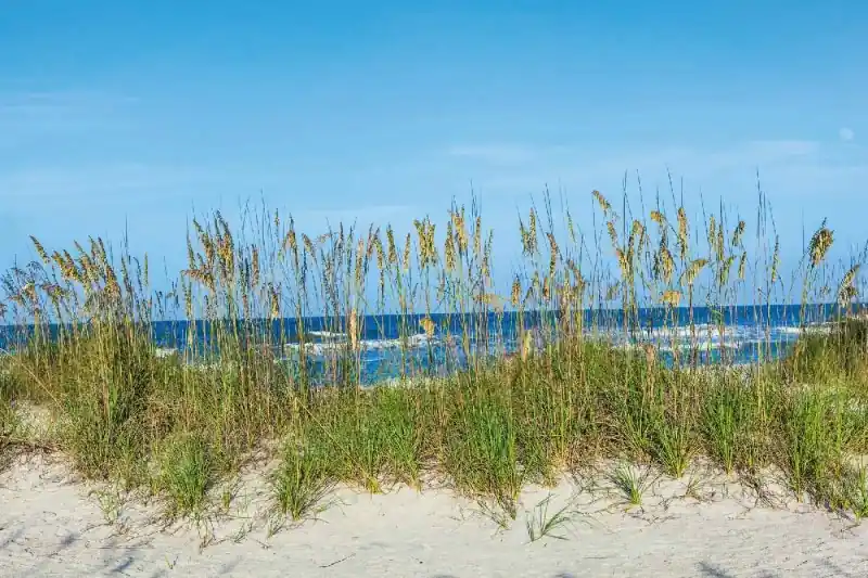 Fototapeta na flizelinie MS-5-3220 Trawa na plaży 375 x 250 cm Bezpieczne zakupy