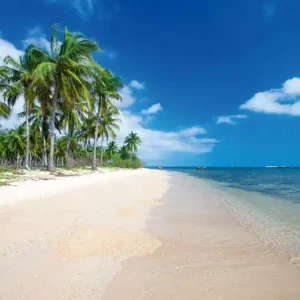 Oferta czasowa Fototapeta na flizelinie MS-5-3235 Wysokie palmy na plaży 375 x 250 cm