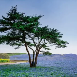 FotoTAPETA na flizelinie 5034-8 Tree in Blue Flower Field in Japan Wybór klientów