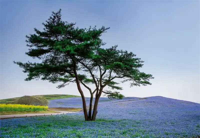 FotoTAPETA na flizelinie 5034-8 Tree in Blue Flower Field in Japan Wybór klientów
