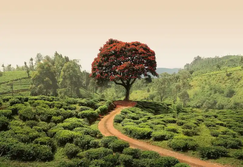 Oferta czasowa FotoTAPETA na flizelinie 5036-8 Red Tree and Hills in Sri Lanka