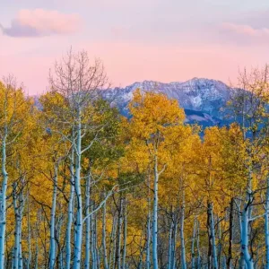 Najlepsza cena FotoTAPETA na flizelinie 5066-8 Birches and Mountains
