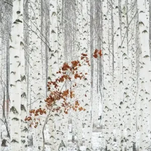 FotoTAPETA na flizelinie 5104-8 White Birch Forest Wyprzedaż