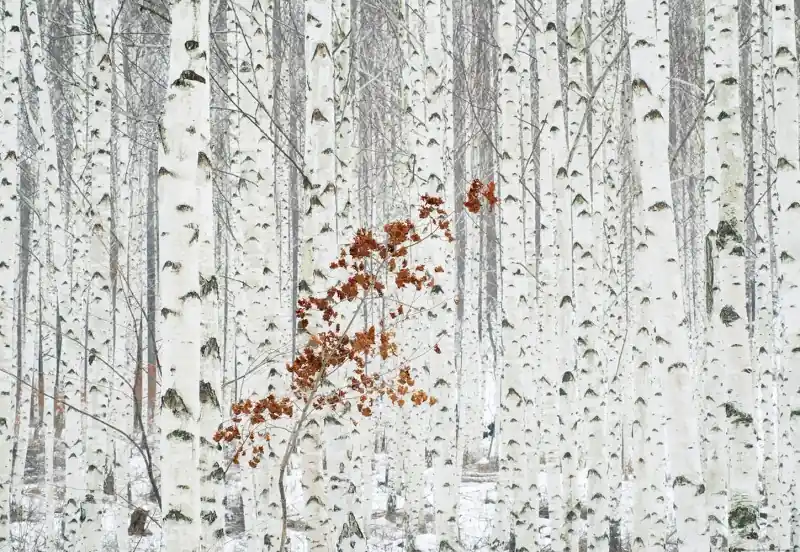 FotoTAPETA na flizelinie 5104-8 White Birch Forest Wyprzedaż