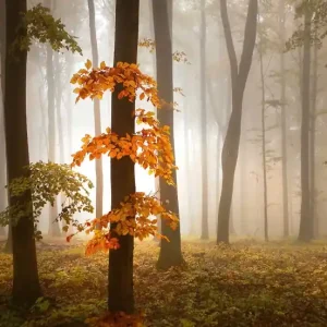 Darmowy zwrot FotoTAPETA na flizelinie 5153-8 Foggy Autumn Forrest