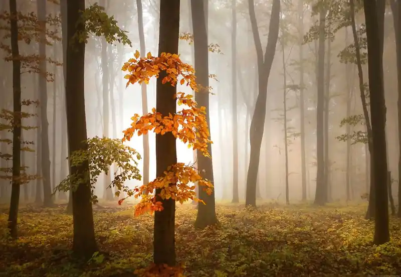 Darmowy zwrot FotoTAPETA na flizelinie 5153-8 Foggy Autumn Forrest