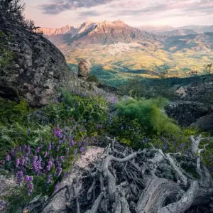 Bezpieczna płatność FotoTAPETA na flizelinie SHX4-130 Flowering Tales