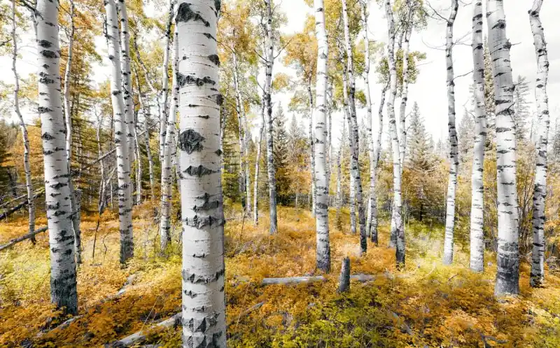 FotoTAPETA na flizelinie SHX9-015 Colorful Aspenwoods Kup online