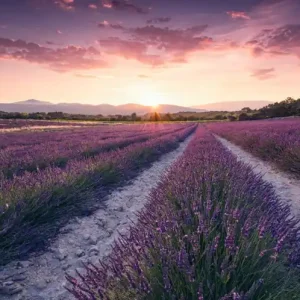 Hit sprzedaży FotoTAPETA na flizelinie SHX9-052 Lavender Dream