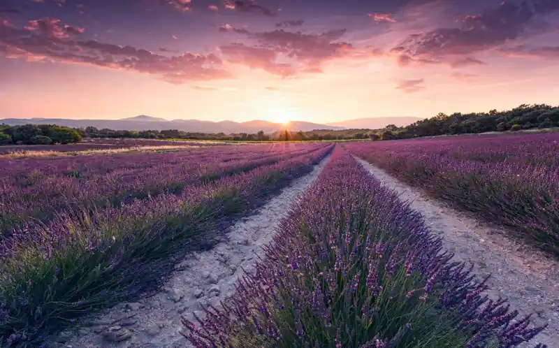 Hit sprzedaży FotoTAPETA na flizelinie SHX9-052 Lavender Dream