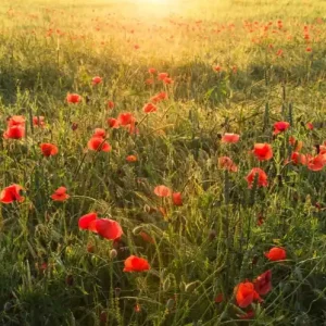 Szybka wysyłka FotoTAPETA na flizelinie SHX9-071 Poppy Wold I