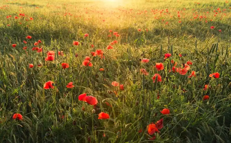 Szybka wysyłka FotoTAPETA na flizelinie SHX9-071 Poppy Wold I