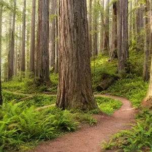 Zamów teraz FotoTAPETA na flizelinie SHX9-077 Redwood Trail