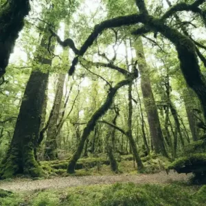 FotoTAPETA na flizelinie SHX9-104 Ancient Green Ostatnie sztuki