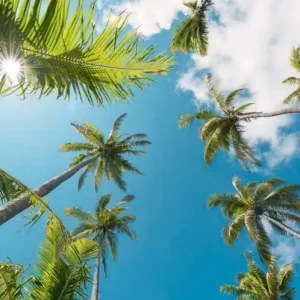 Wyprzedaż FotoTAPETA na flizelinie SHX9-107 Coconut Heaven II