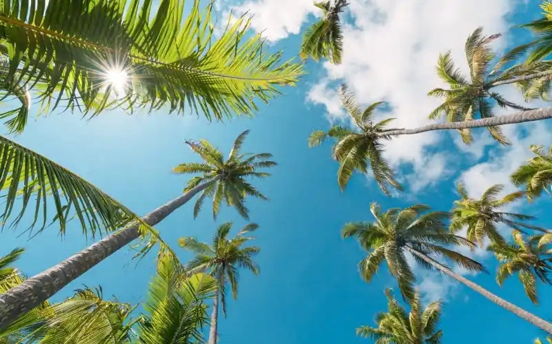 Wyprzedaż FotoTAPETA na flizelinie SHX9-107 Coconut Heaven II