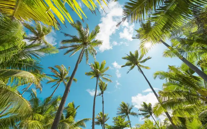 FotoTAPETA na flizelinie SHX9-108 Coconut Heaven Szybka dostawa