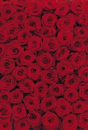 FotoTAPETA 4-077 Roses Darmowa dostawa