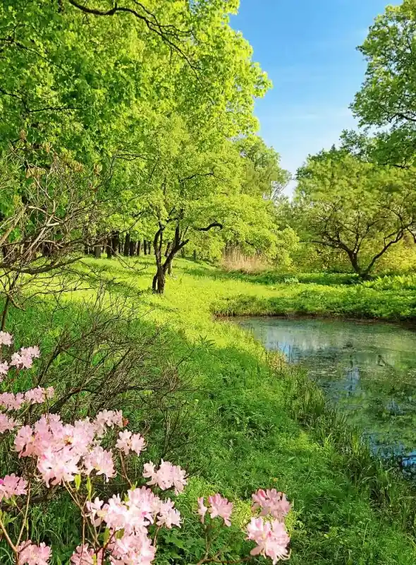 FotoTAPETA Flizelinowa 5408-4 Park in the Spring Premium