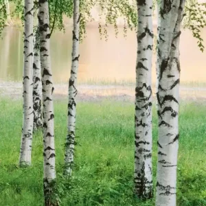 FotoTAPETA Flizelinowa 5424-4 Nordic Forest Szybka wysyłka
