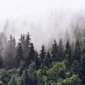Kup teraz FotoTAPETA Flizelinowa 5433-4 Foggy Forest Las we mgle
