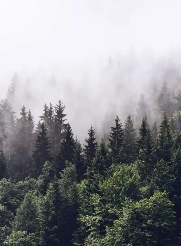 Kup teraz FotoTAPETA Flizelinowa 5433-4 Foggy Forest Las we mgle