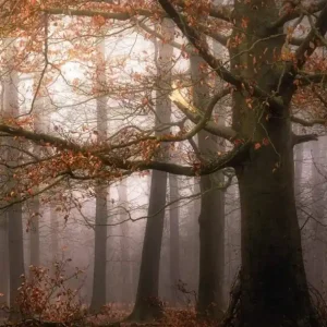Sprawdź teraz FotoTAPETA Flizelinowa 5450-4 Misty Autumn Forest