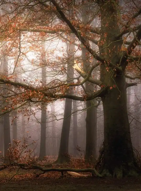 Sprawdź teraz FotoTAPETA Flizelinowa 5450-4 Misty Autumn Forest