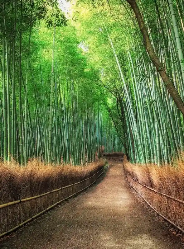 Kup teraz FotoTAPETA Flizelinowa 5460-4 Bamboo Grove Kyoto