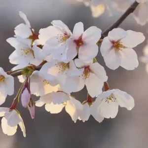 Rabat FotoTAPETA Flizelinowa 5494-4 Cherry Blossom Branch