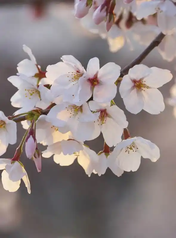 Rabat FotoTAPETA Flizelinowa 5494-4 Cherry Blossom Branch