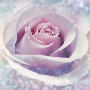 Zamów dziś FotoTAPETA na flizelinie XXL2-020 Delicate Rose