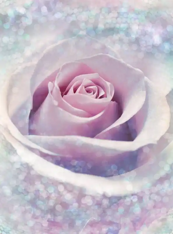 Zamów dziś FotoTAPETA na flizelinie XXL2-020 Delicate Rose