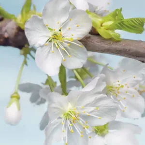 FotoTAPETA na flizelinie XXL2-033 Blossom Ekspresowa dostawa