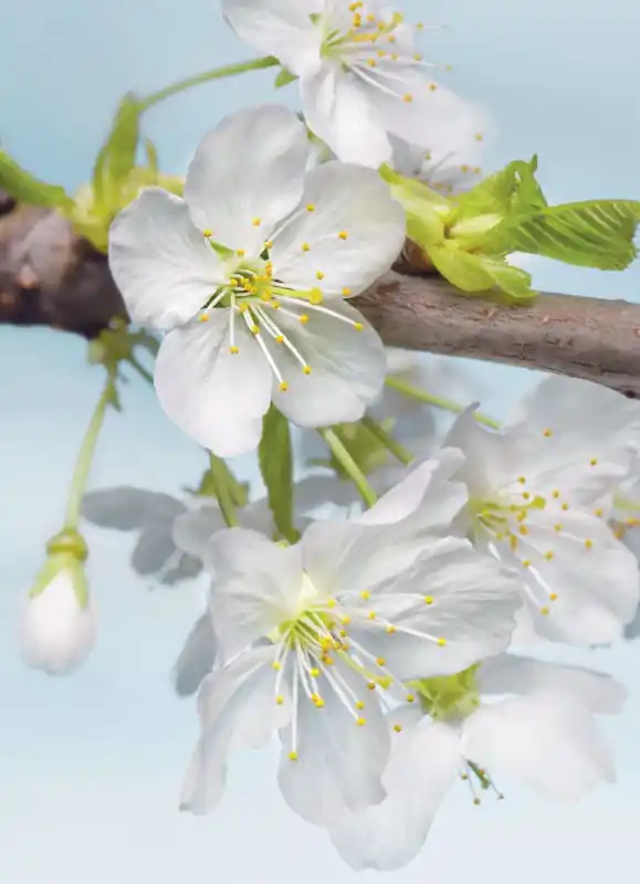 FotoTAPETA na flizelinie XXL2-033 Blossom Ekspresowa dostawa