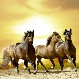 Fototapeta na flizelinie MS-3-0227 HORSES IN SUNSET Ekspresowa dostawa